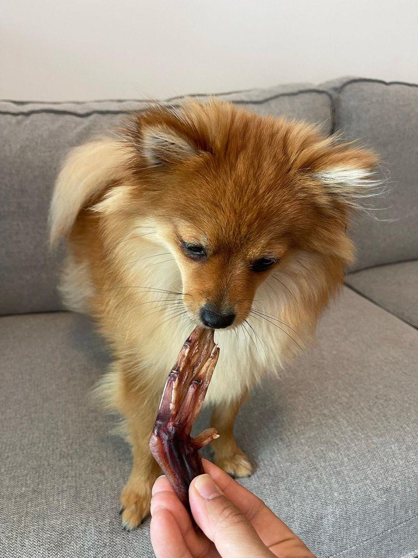 Dehydrated Duck Feet for Anxious Chewers — 100% Pekin Duck
