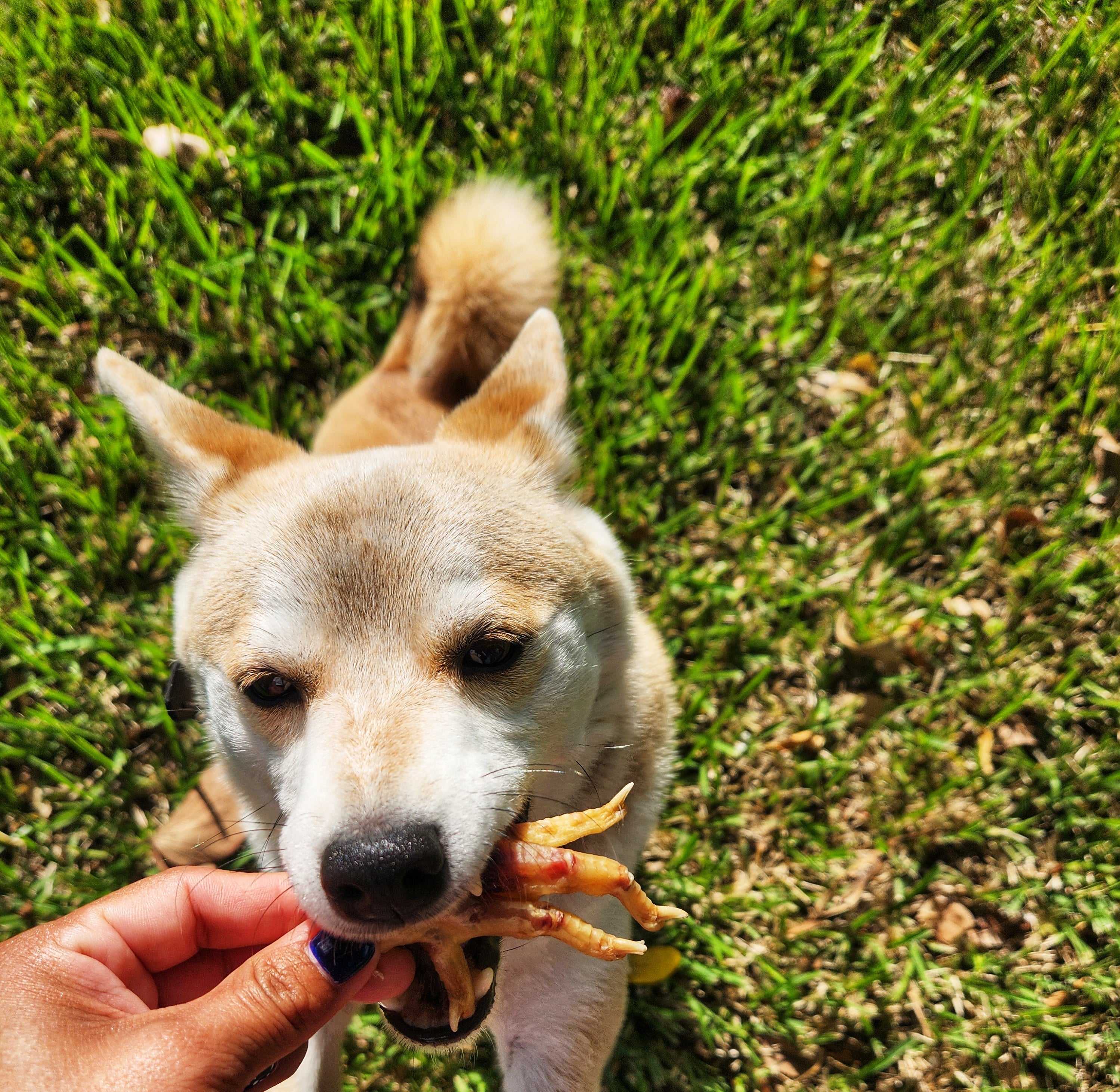 Dehydrated Chicken Feet – 5ct | Raw Instincts | Natural Chew for Cats & Dogs